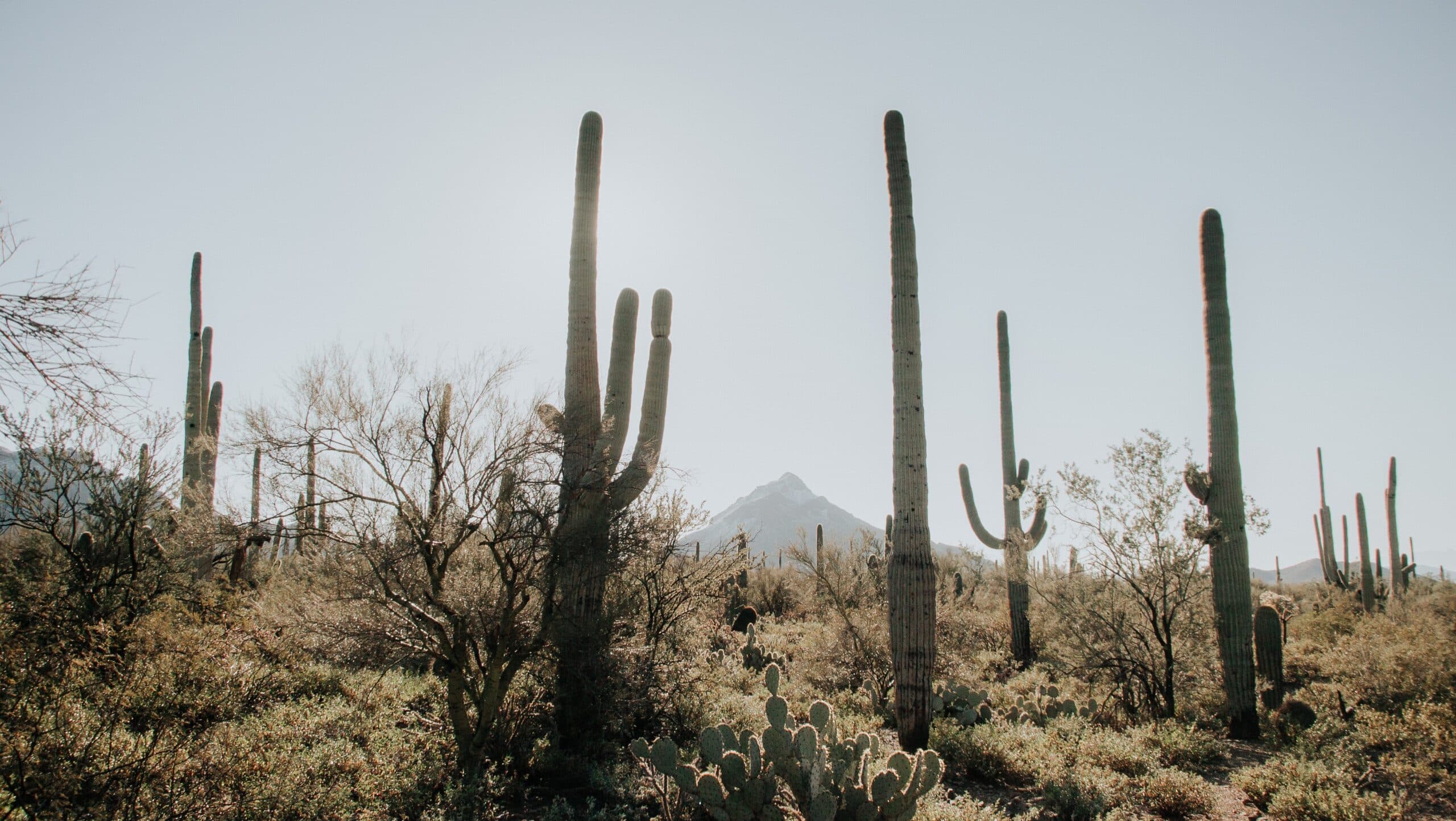 Saguaro Cactus, Arizona