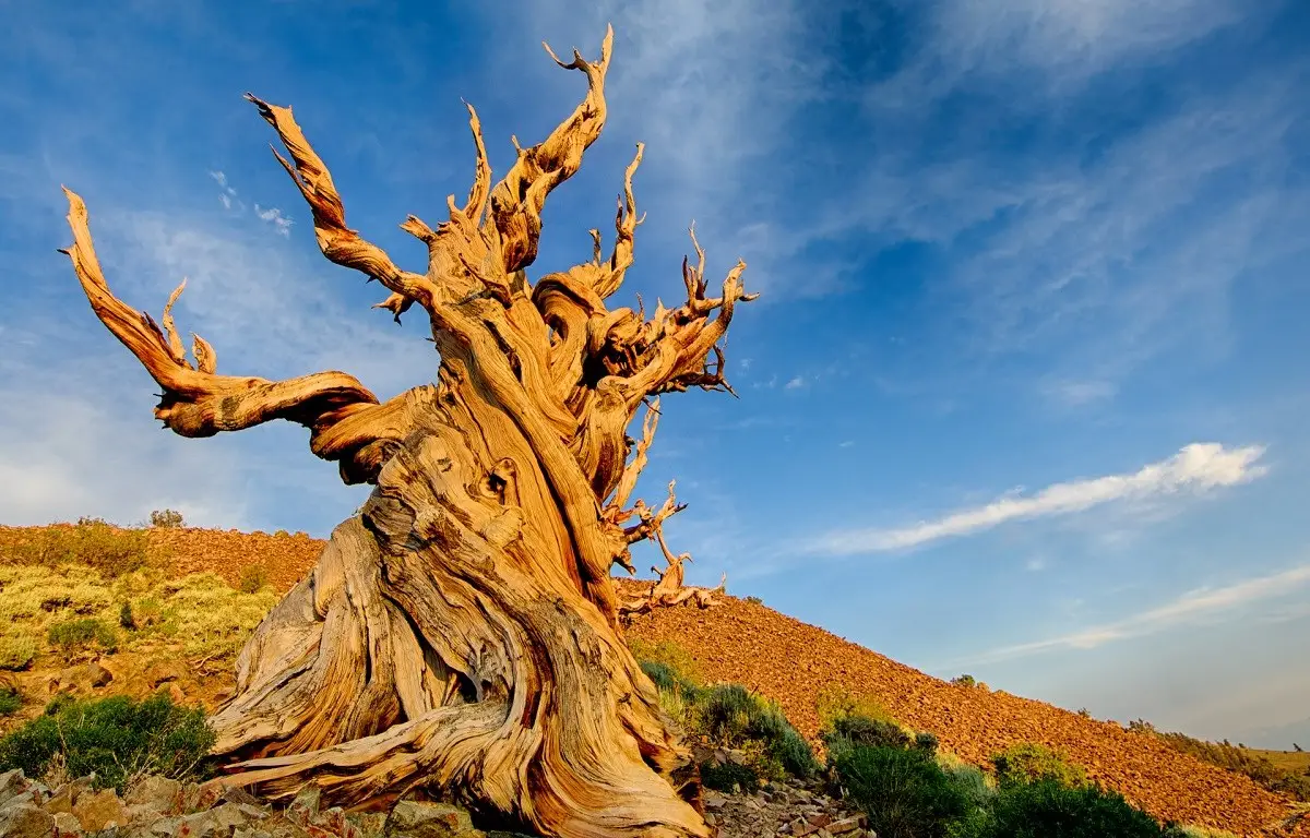 Worlds Oldest Tree - California