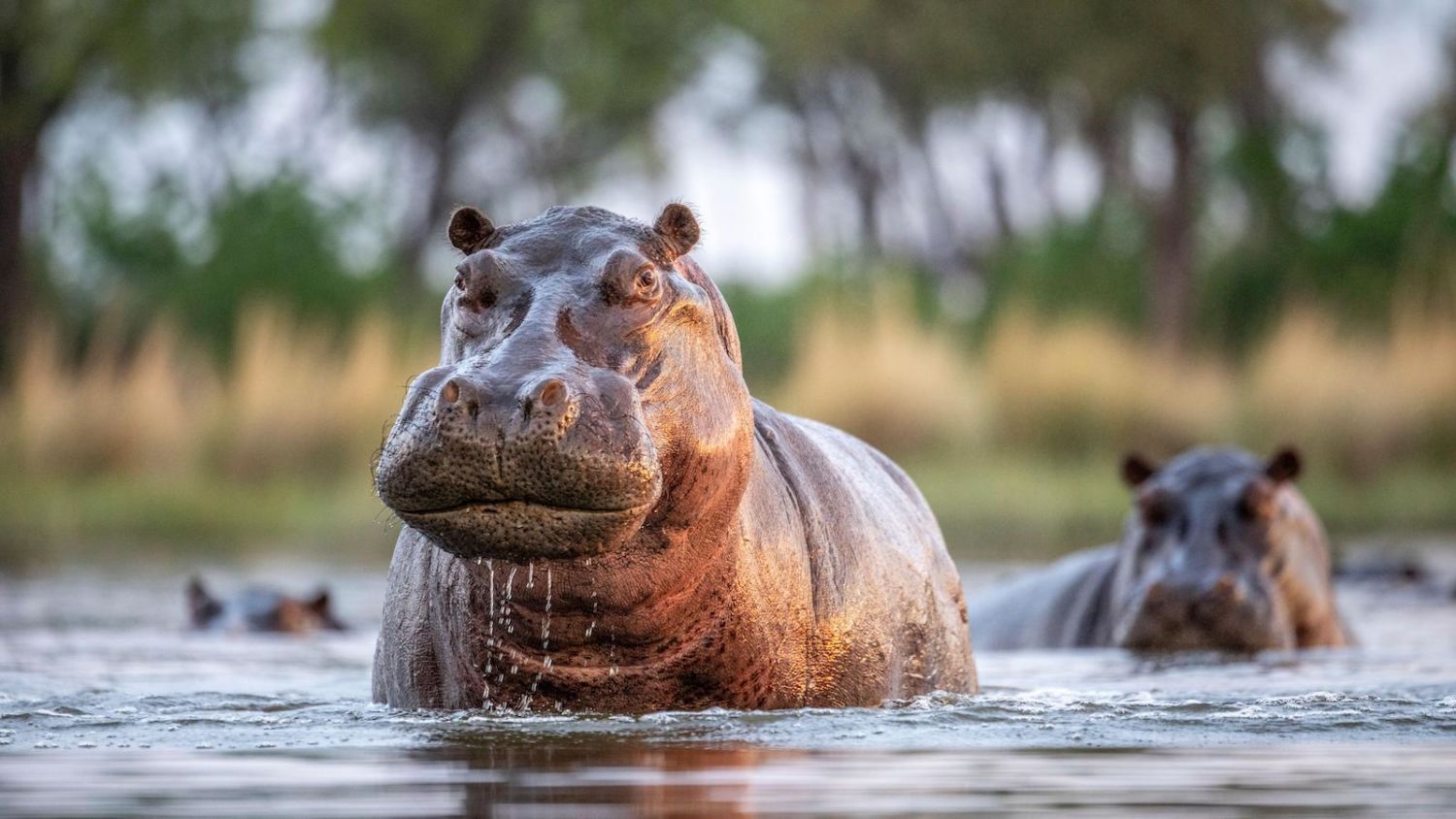 Hippo - Random Facts