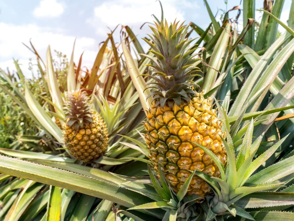 Pineapple - Random Facts
